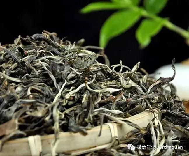 央视调查普洱茶市场:资本炒作过度,古茶树陷